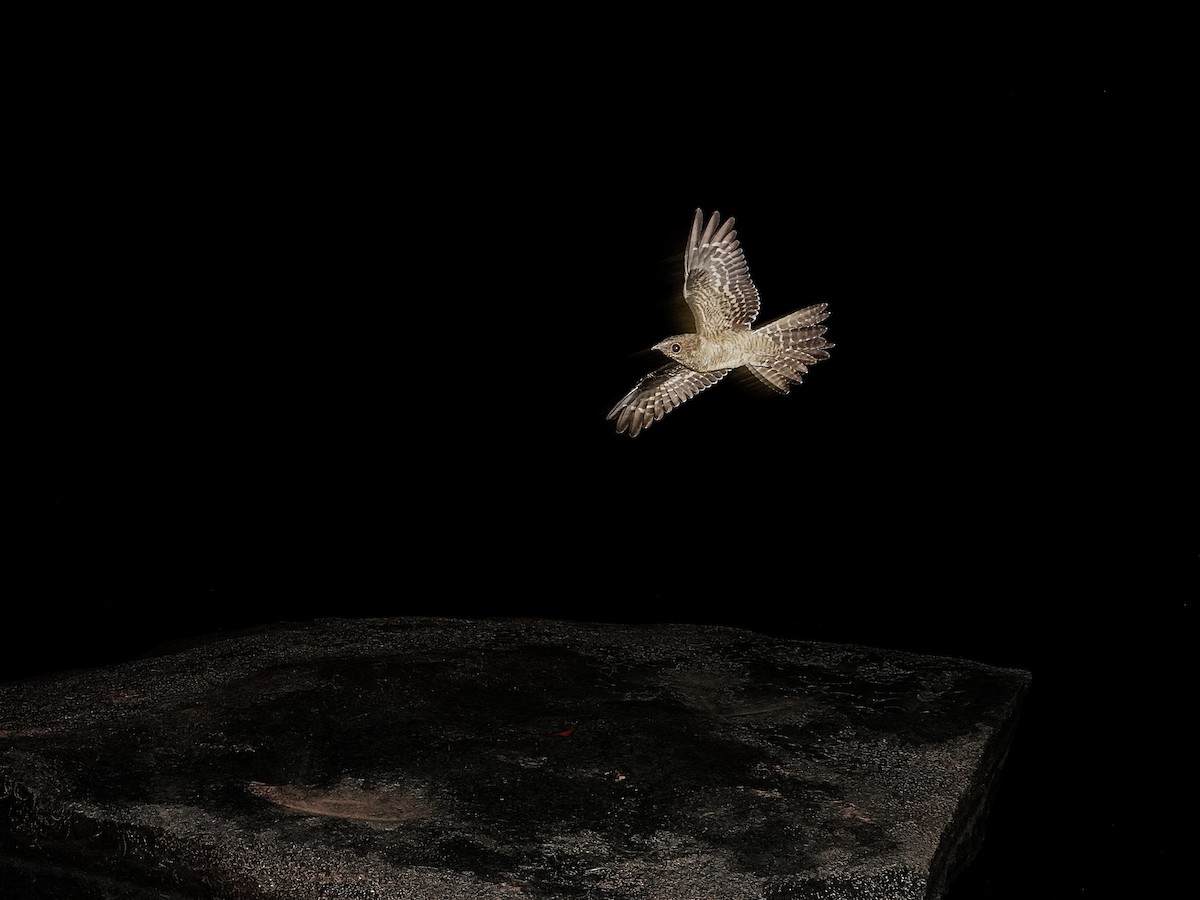 Ladder-tailed Nightjar - ML646963261