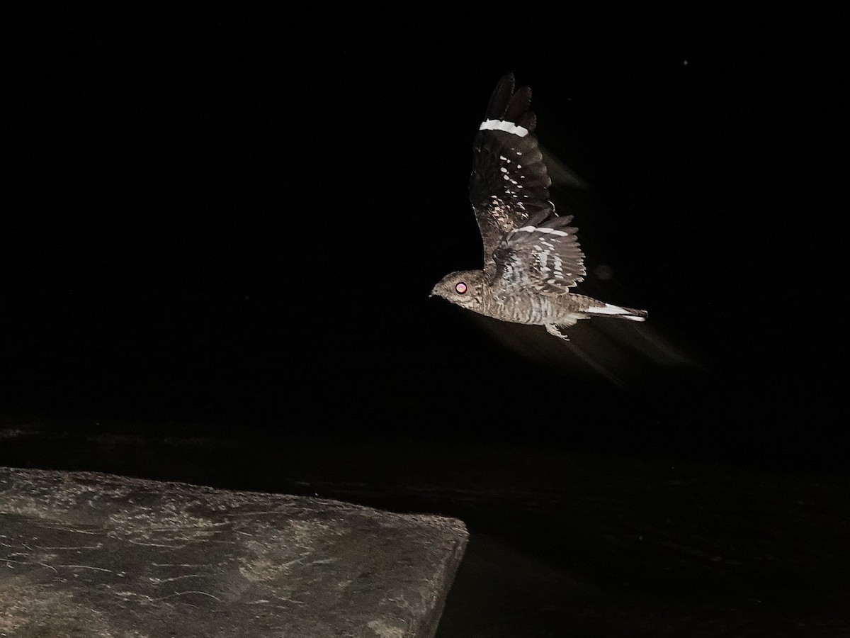 Ladder-tailed Nightjar - ML646963263