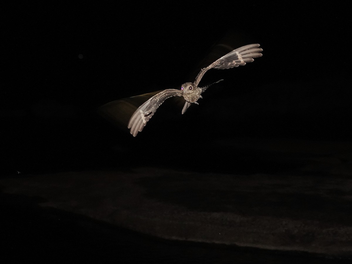 Ladder-tailed Nightjar - ML646963264