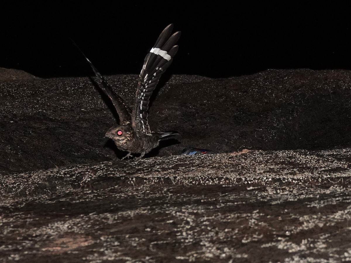 Ladder-tailed Nightjar - ML646963265