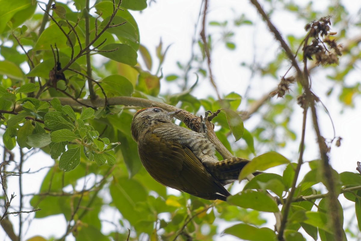 Bar-bellied Woodpecker - ML646963270