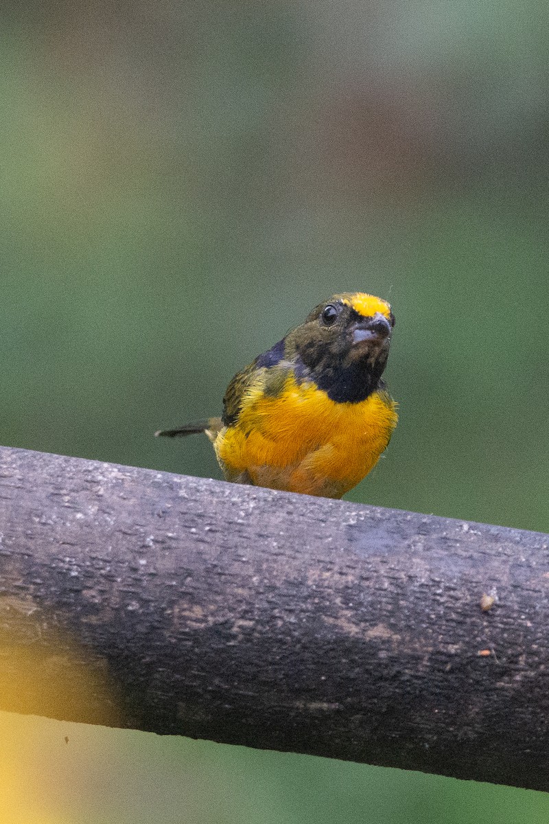 Orange-crowned Euphonia - ML646963281