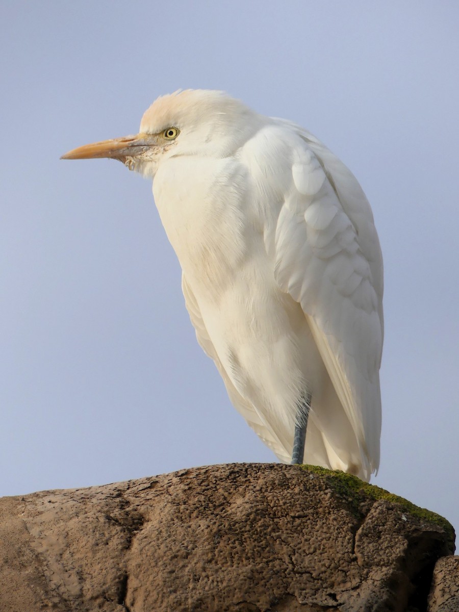 Western Cattle-Egret - ML646963284