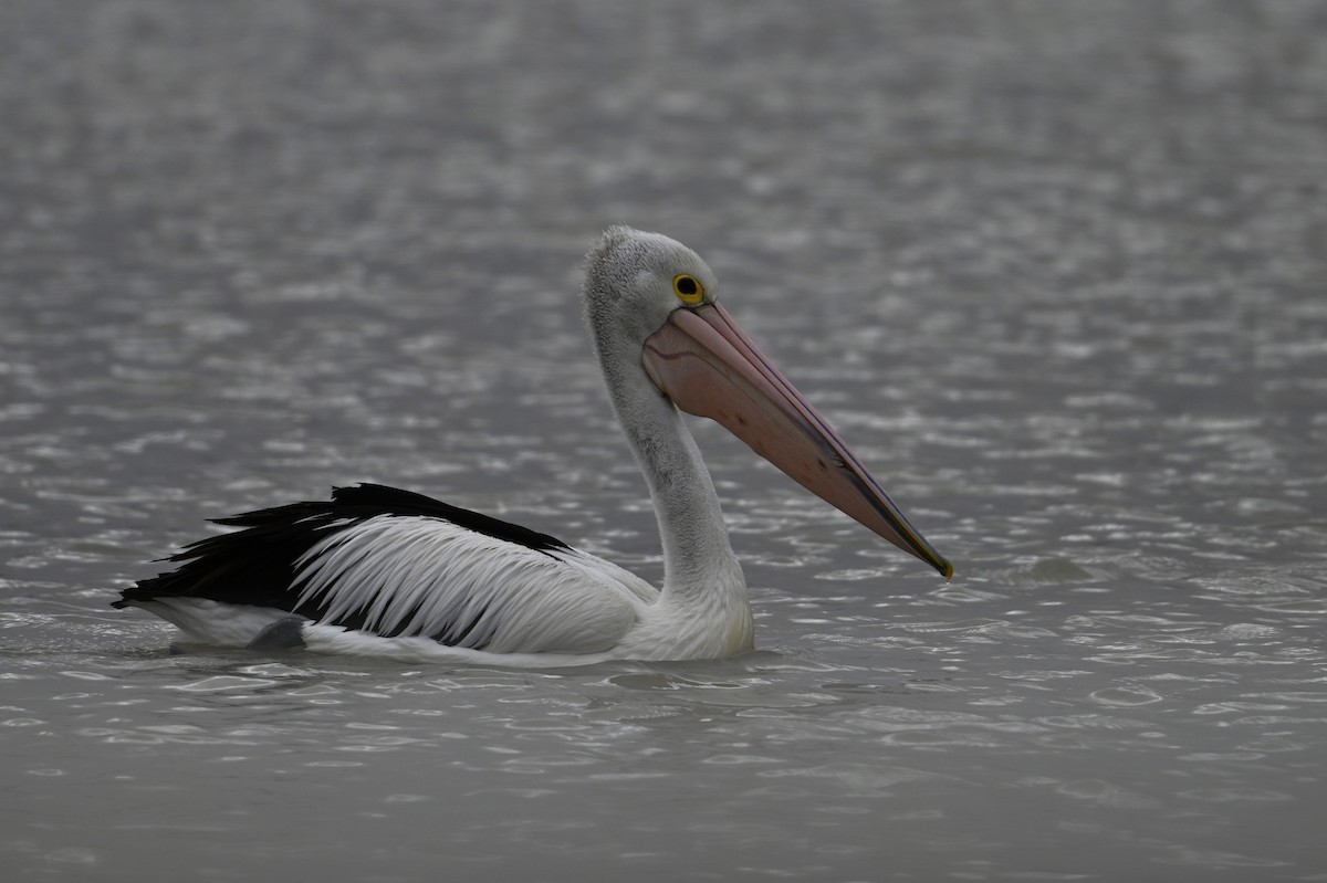 Avustralya Pelikanı - ML646963285