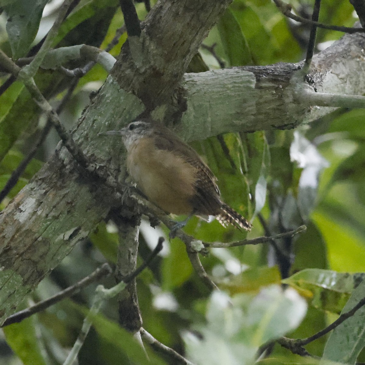 Buff-breasted Wren - ML646963304