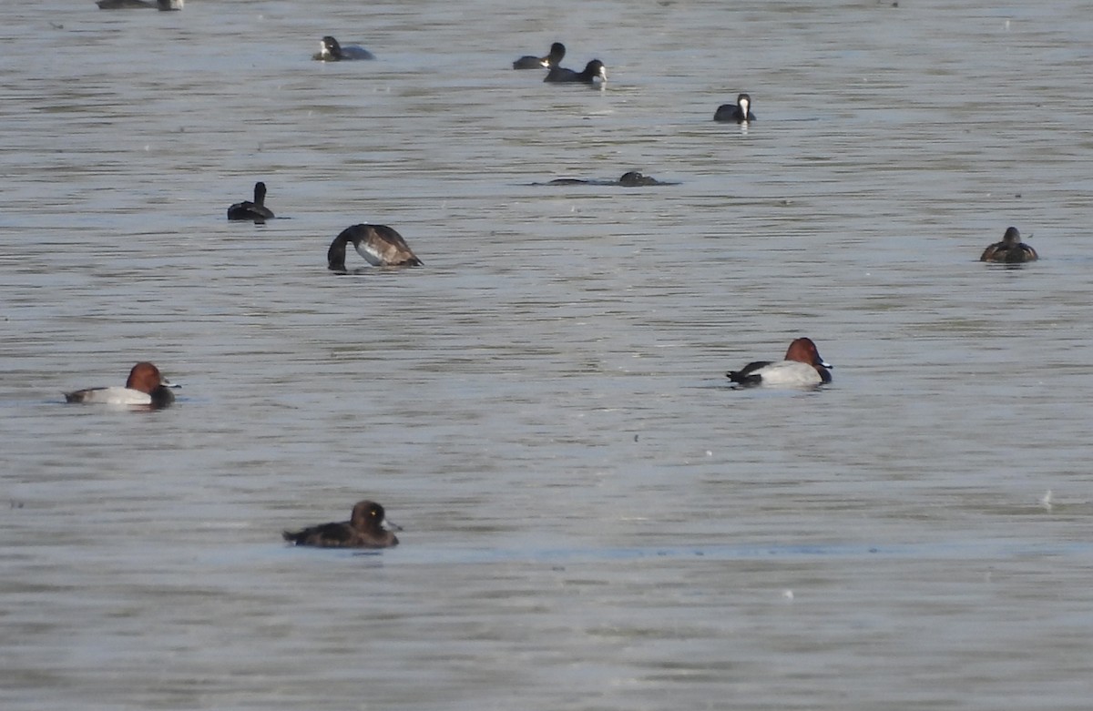Common Pochard - ML646963307