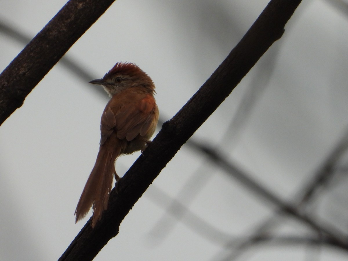 ムナジロオナガカマドドリ - ML646963308