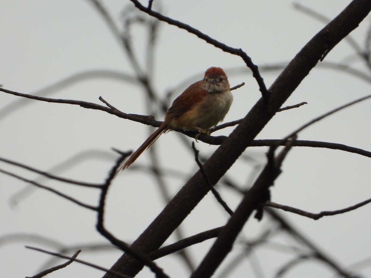 ムナジロオナガカマドドリ - ML646963309