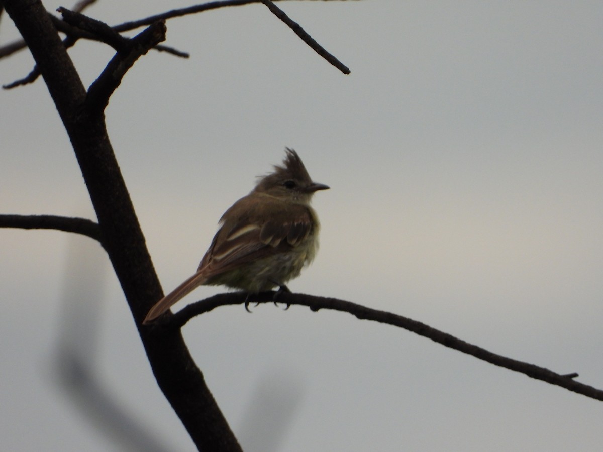 Plain-crested Elaenia - ML646963313