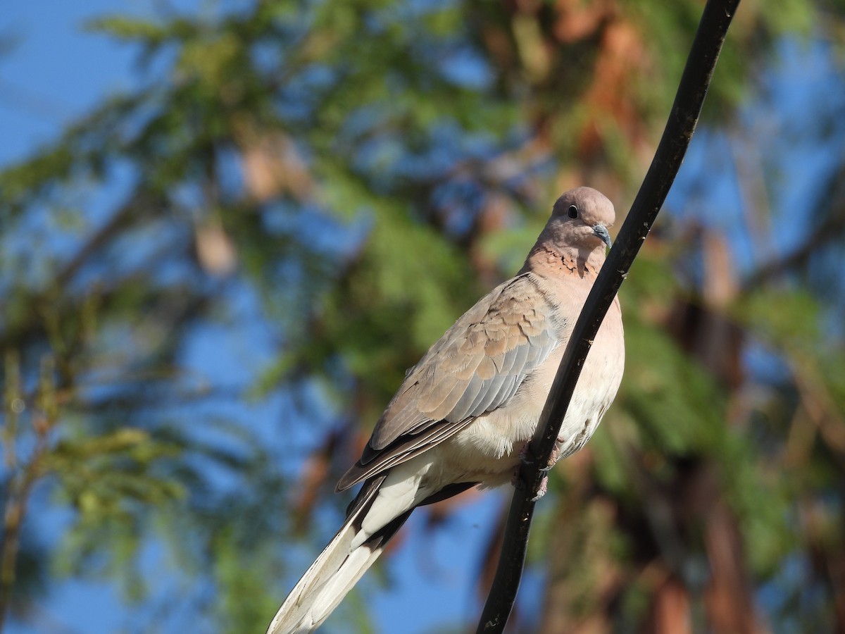צוצלת - ML646963318