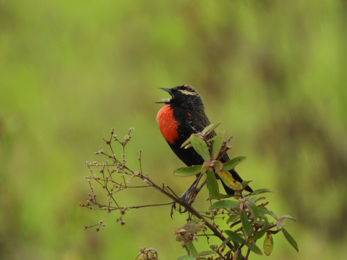 Loica Cejiblanca - ML646963320