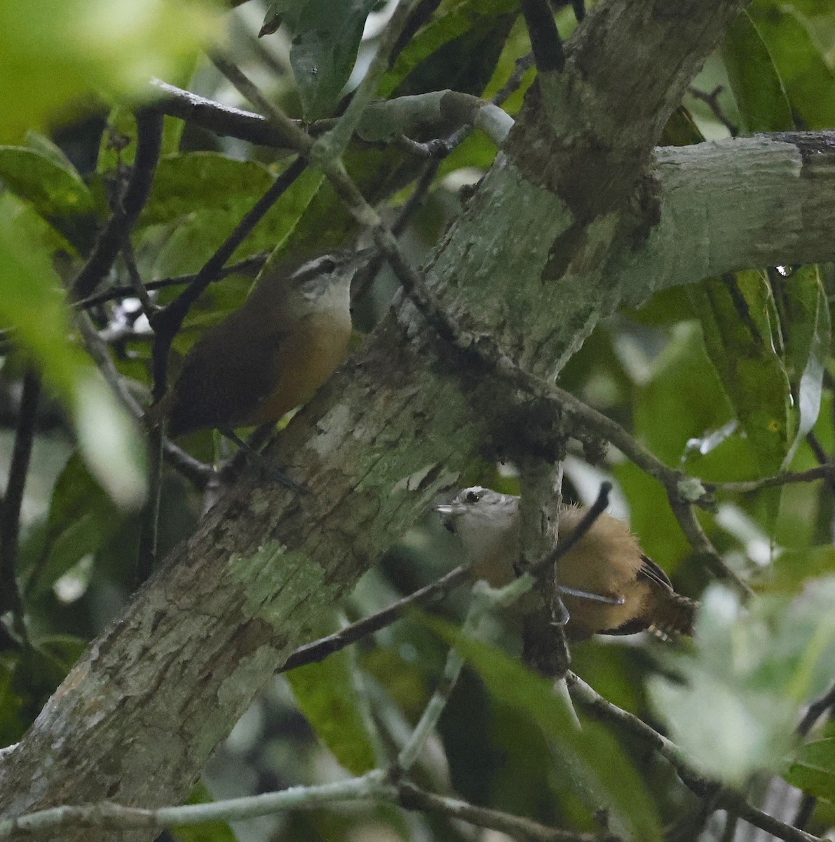 Buff-breasted Wren - ML646963322