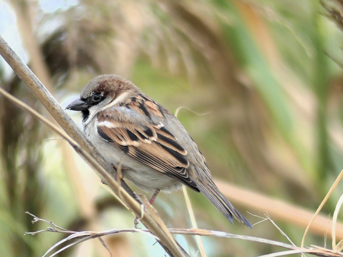 House Sparrow - ML646963323