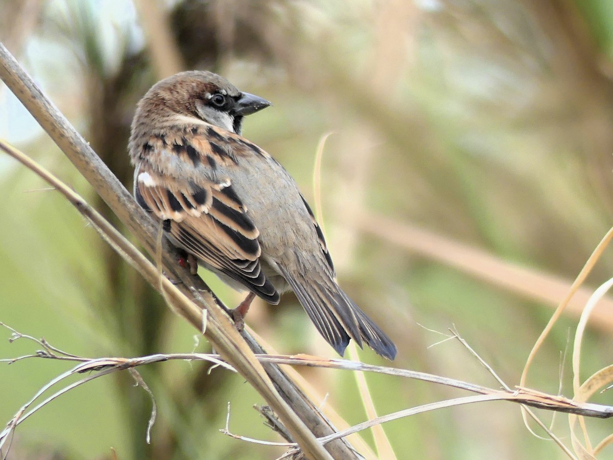 House Sparrow - ML646963329