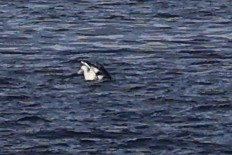 Fou d'Abbott - ML646963351