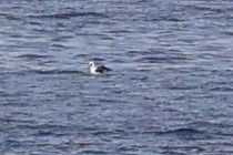 Fou d'Abbott - ML646963352