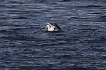 Fou d'Abbott - ML646963354