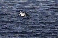 Fou d'Abbott - ML646963356