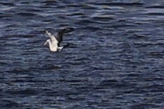 Fou d'Abbott - ML646963357