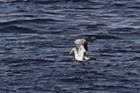 Fou d'Abbott - ML646963358