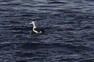 Fou d'Abbott - ML646963359