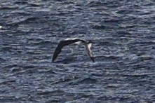 Fou d'Abbott - ML646963361