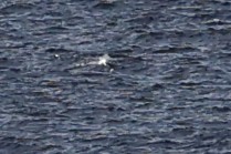 Fou d'Abbott - ML646963362