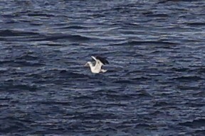 Fou d'Abbott - ML646963363