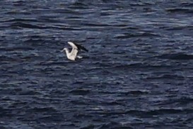 Fou d'Abbott - ML646963365