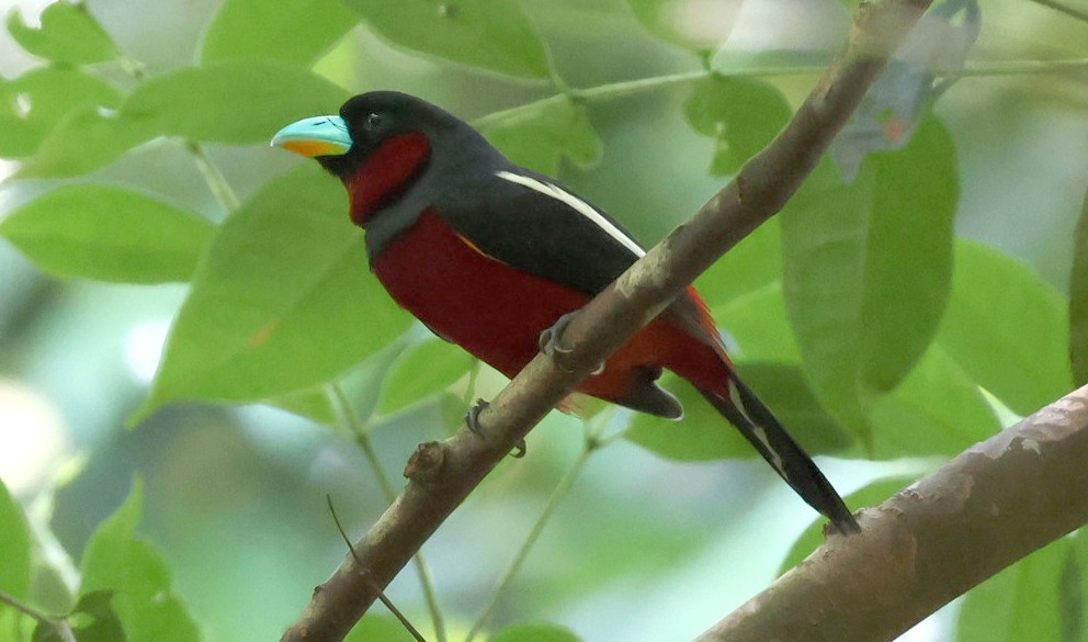 Black-and-red Broadbill - ML646963367
