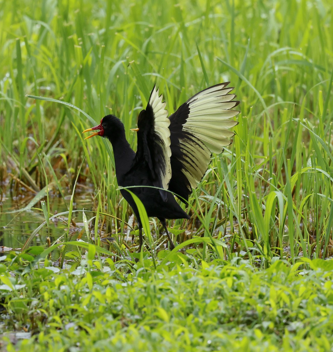 Wattled Jacana - ML646963373