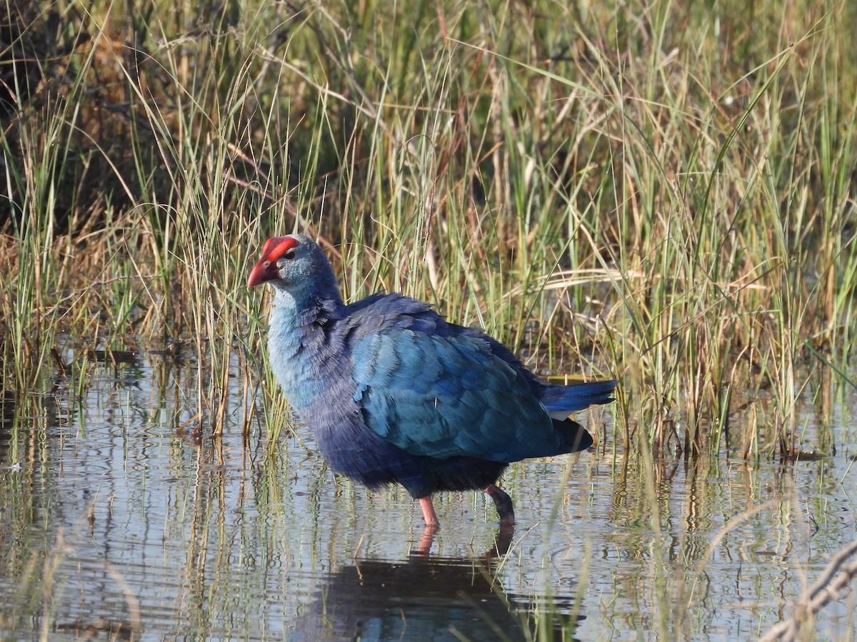 slípka šedohlavá - ML646963375