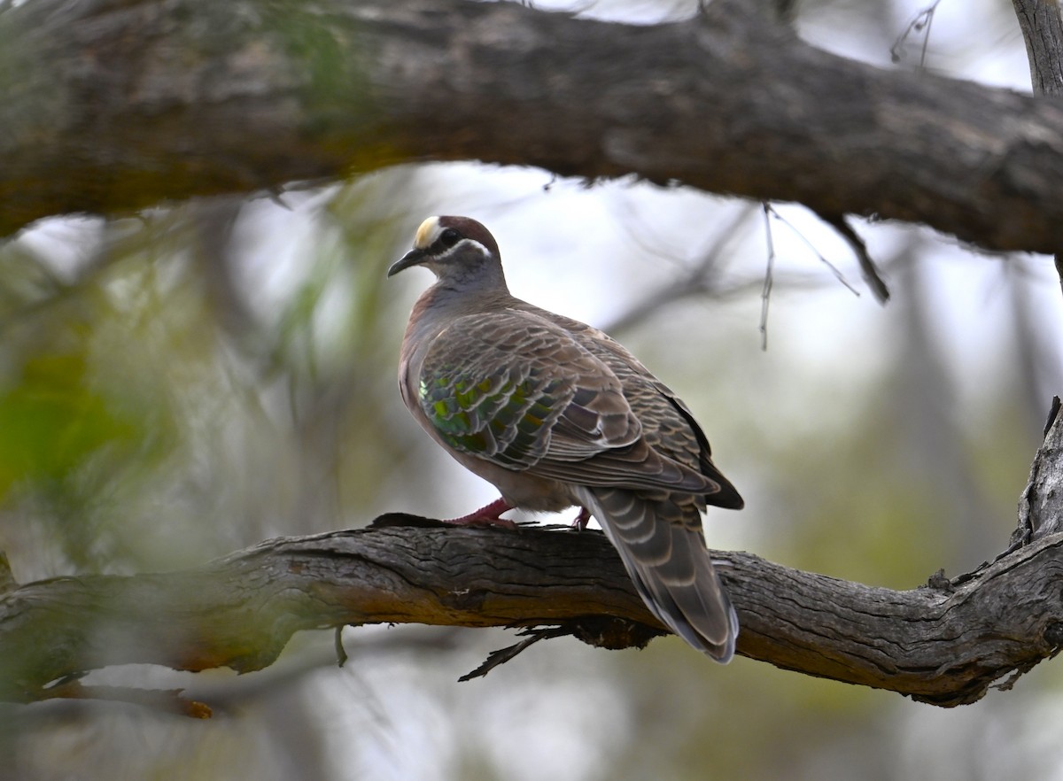 Sürmeli Bronz Kumru - ML646963379