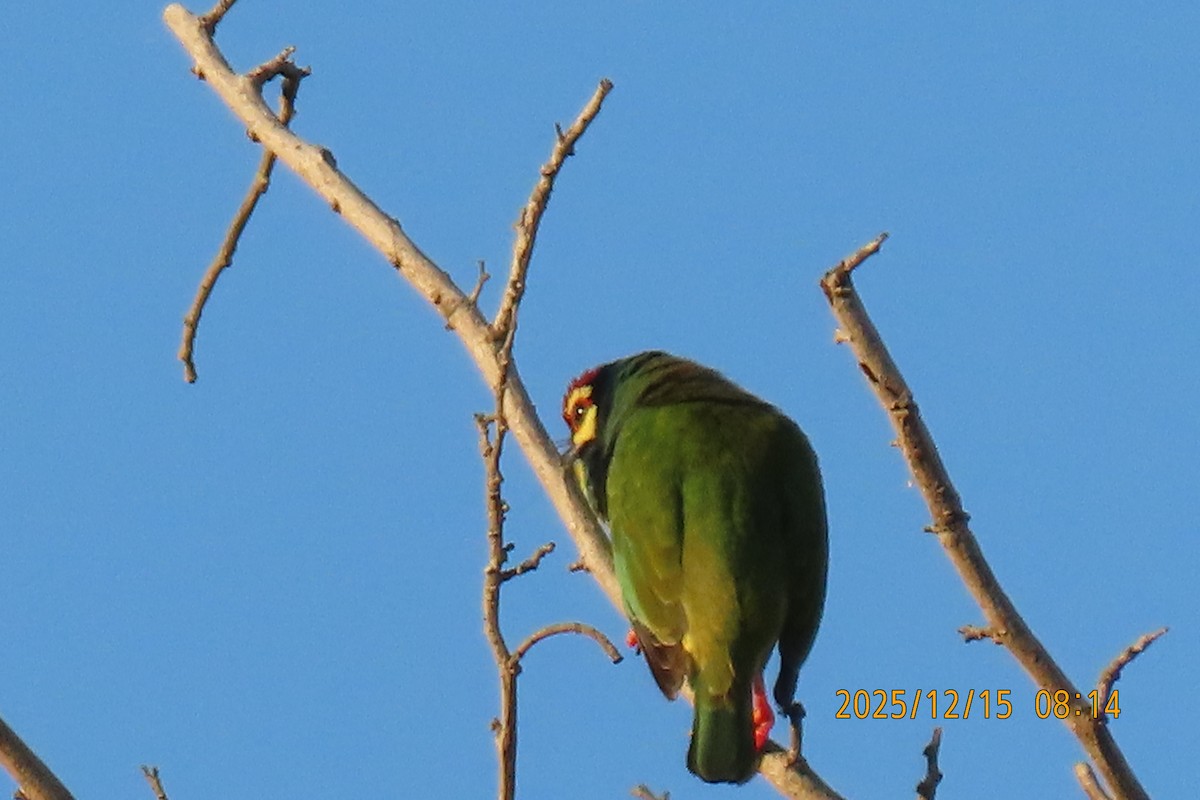 ムネアカゴシキドリ - ML646963382