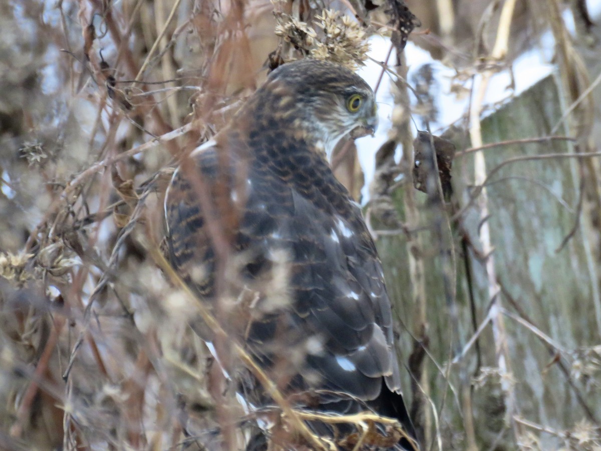 Sharp-shinned Hawk - ML646963390