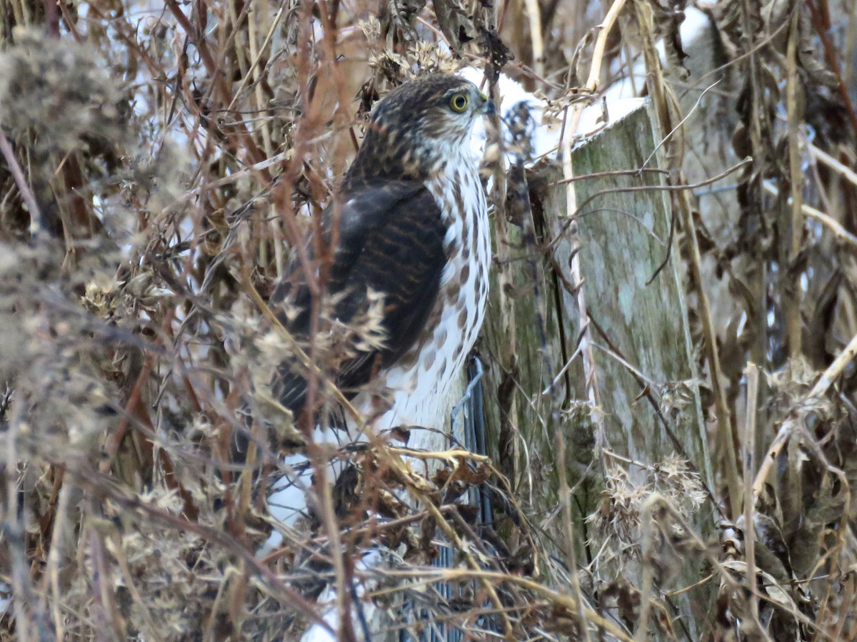 Sharp-shinned Hawk - ML646963391
