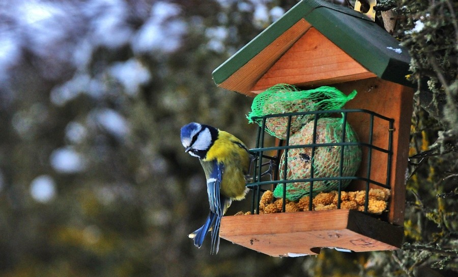 Eurasian Blue Tit - ML646963402