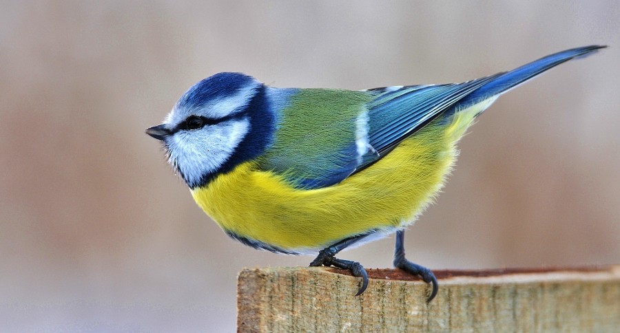 Eurasian Blue Tit - ML646963403