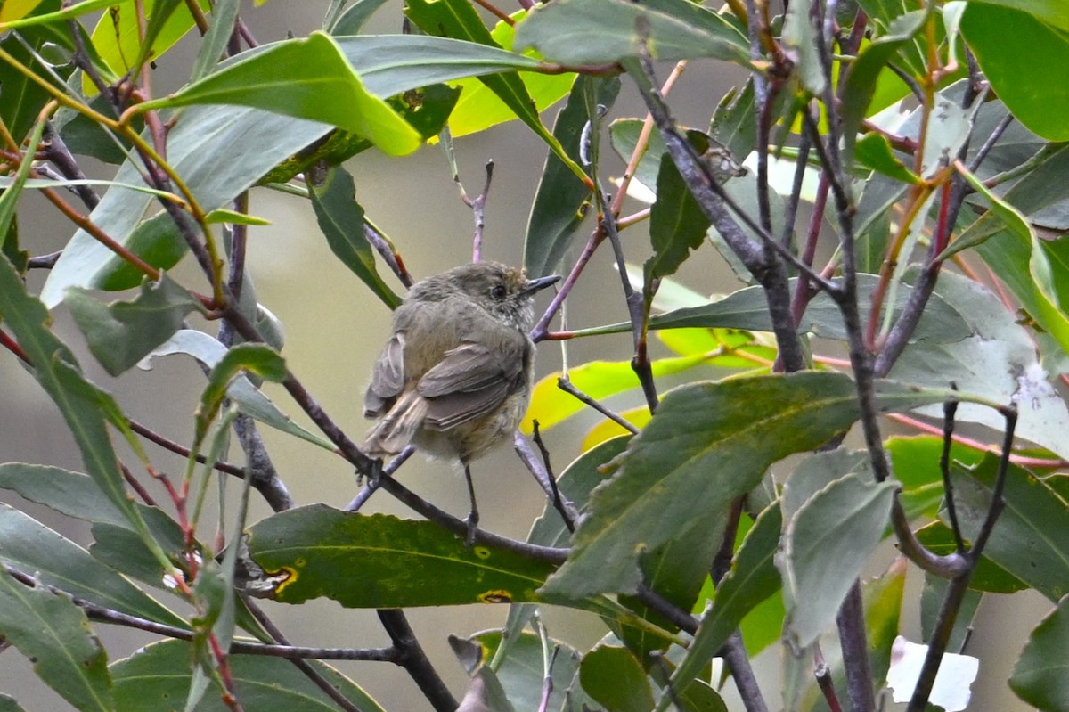 Kahverengi Dikengaga - ML646963404