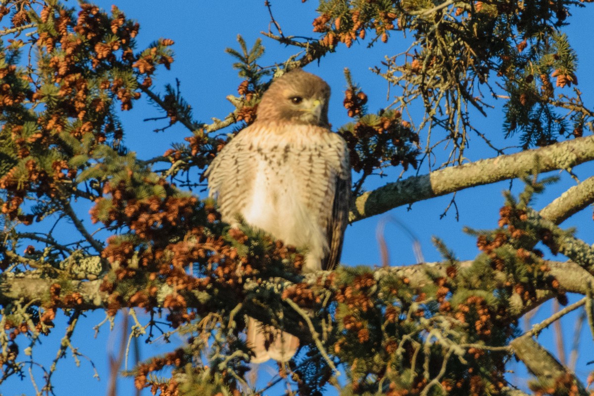 アカオノスリ - ML646963409