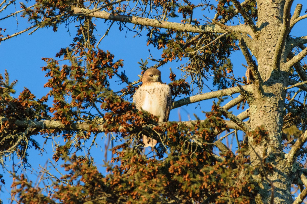 アカオノスリ - ML646963410