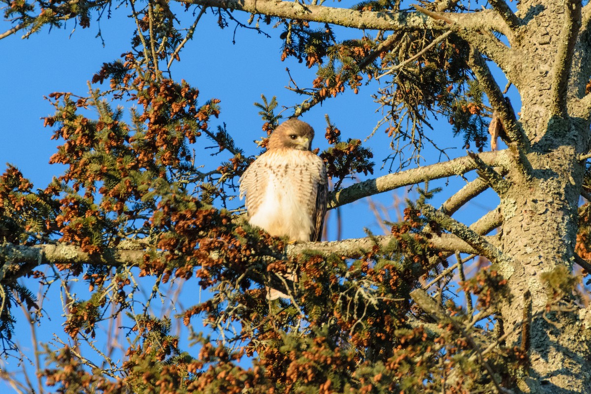 アカオノスリ - ML646963411