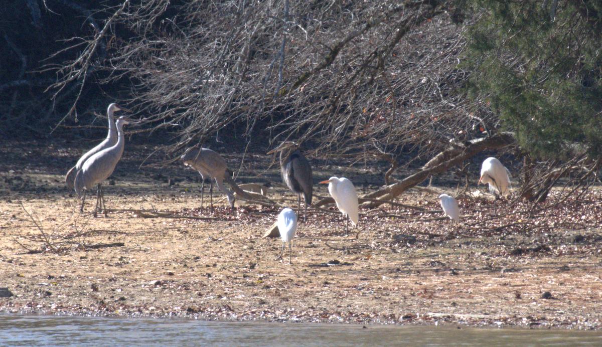Great Blue Heron - ML646963413