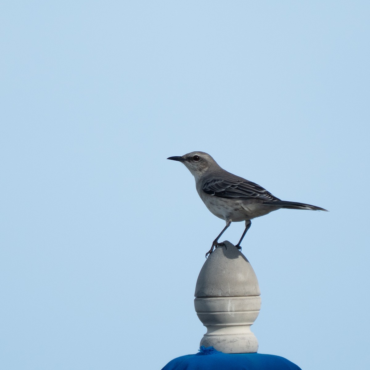 Tropikal Taklitçi - ML646963415