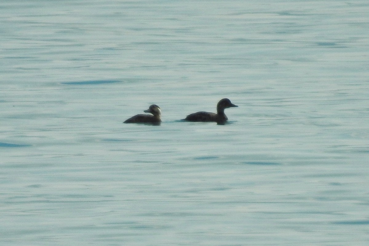 Common Scoter - ML646963420