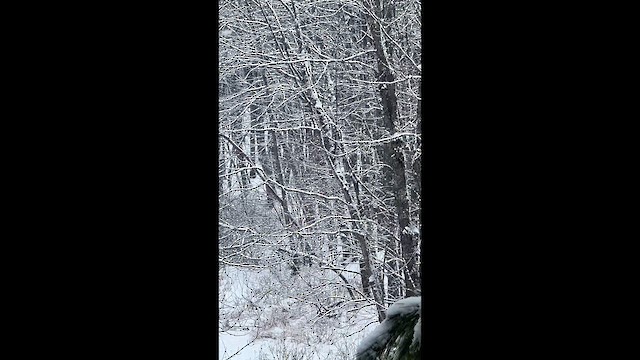 ボブキャット - ML646963426