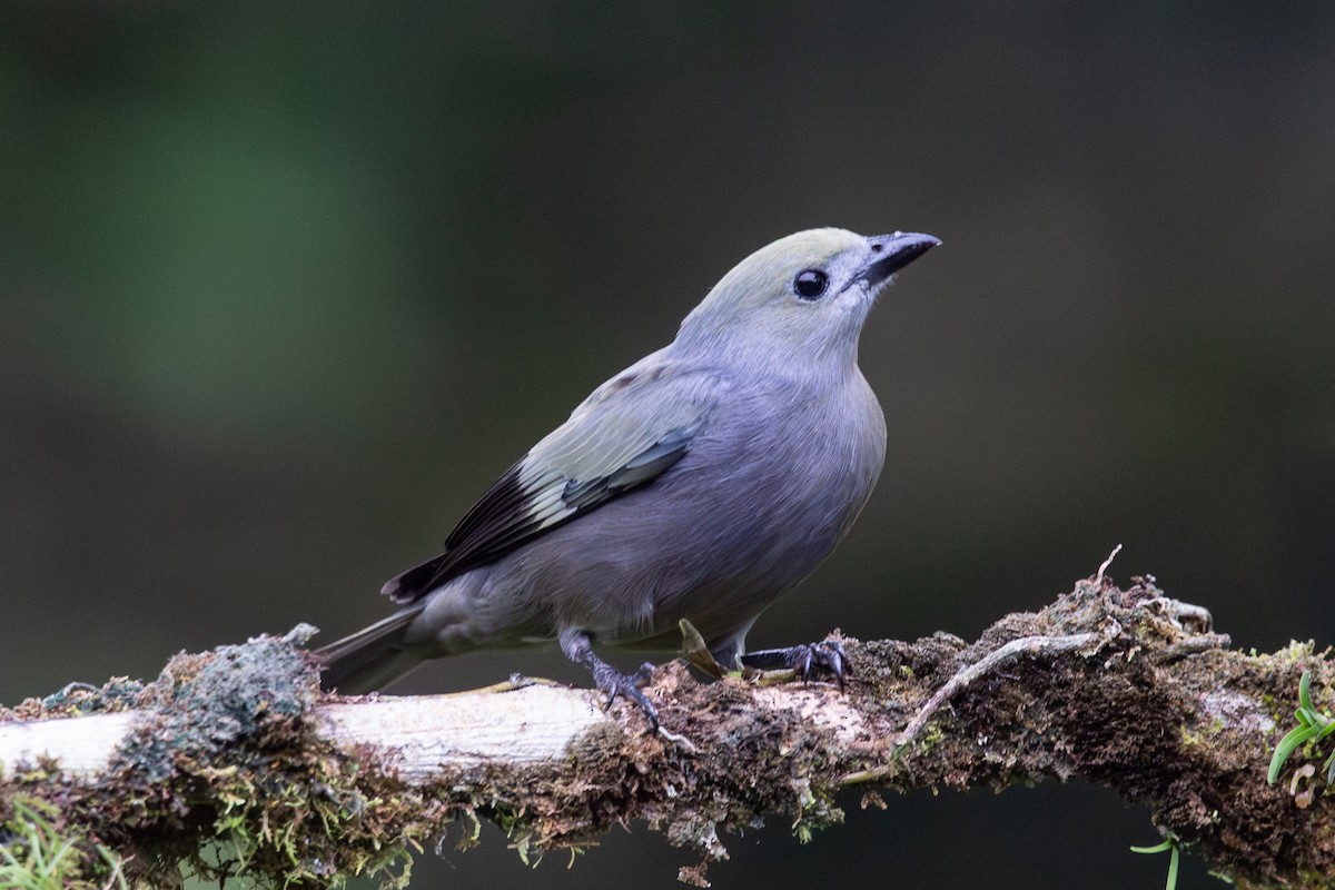Tangara Palmera - ML646963427