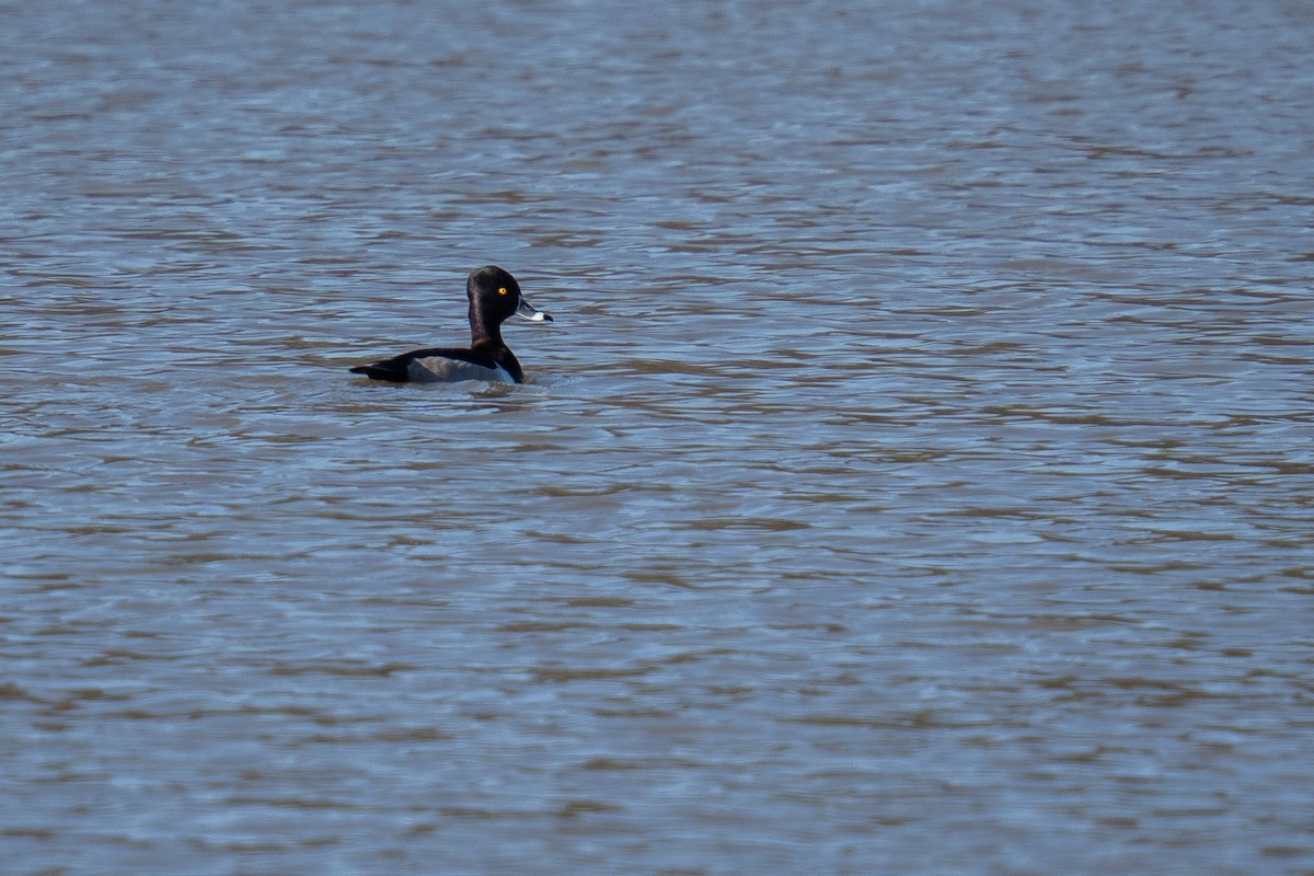 環頸潛鴨 - ML646963433