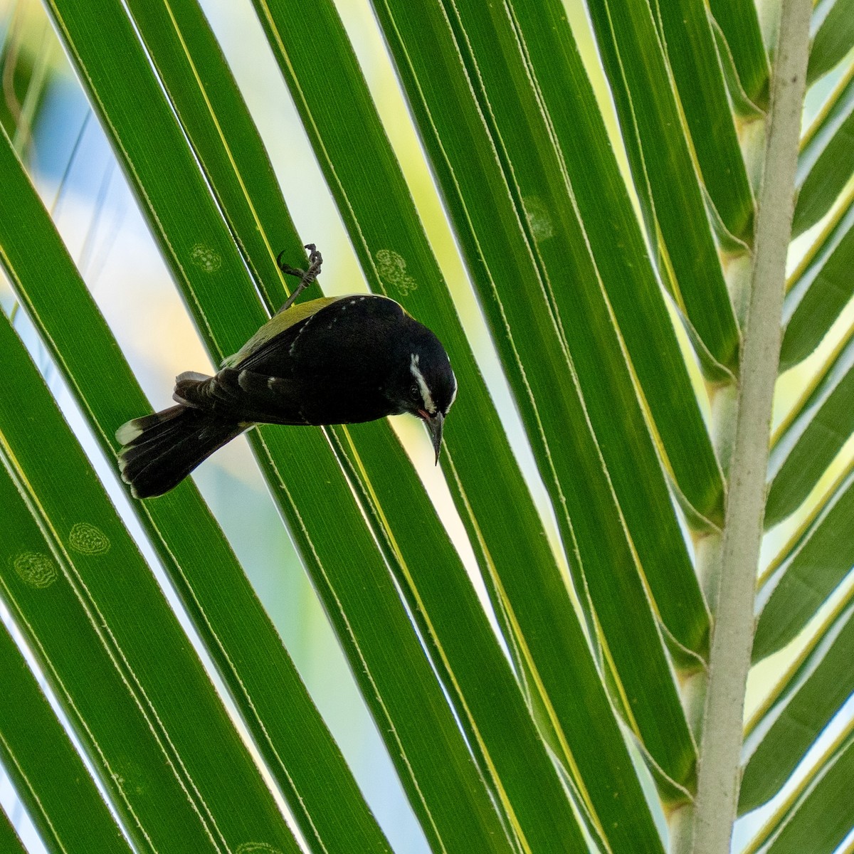 Bananaquit - ML646963435