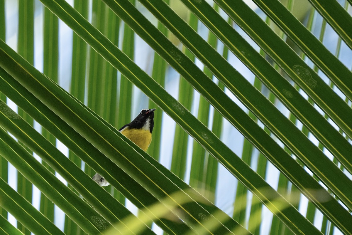 Bananaquit - ML646963436